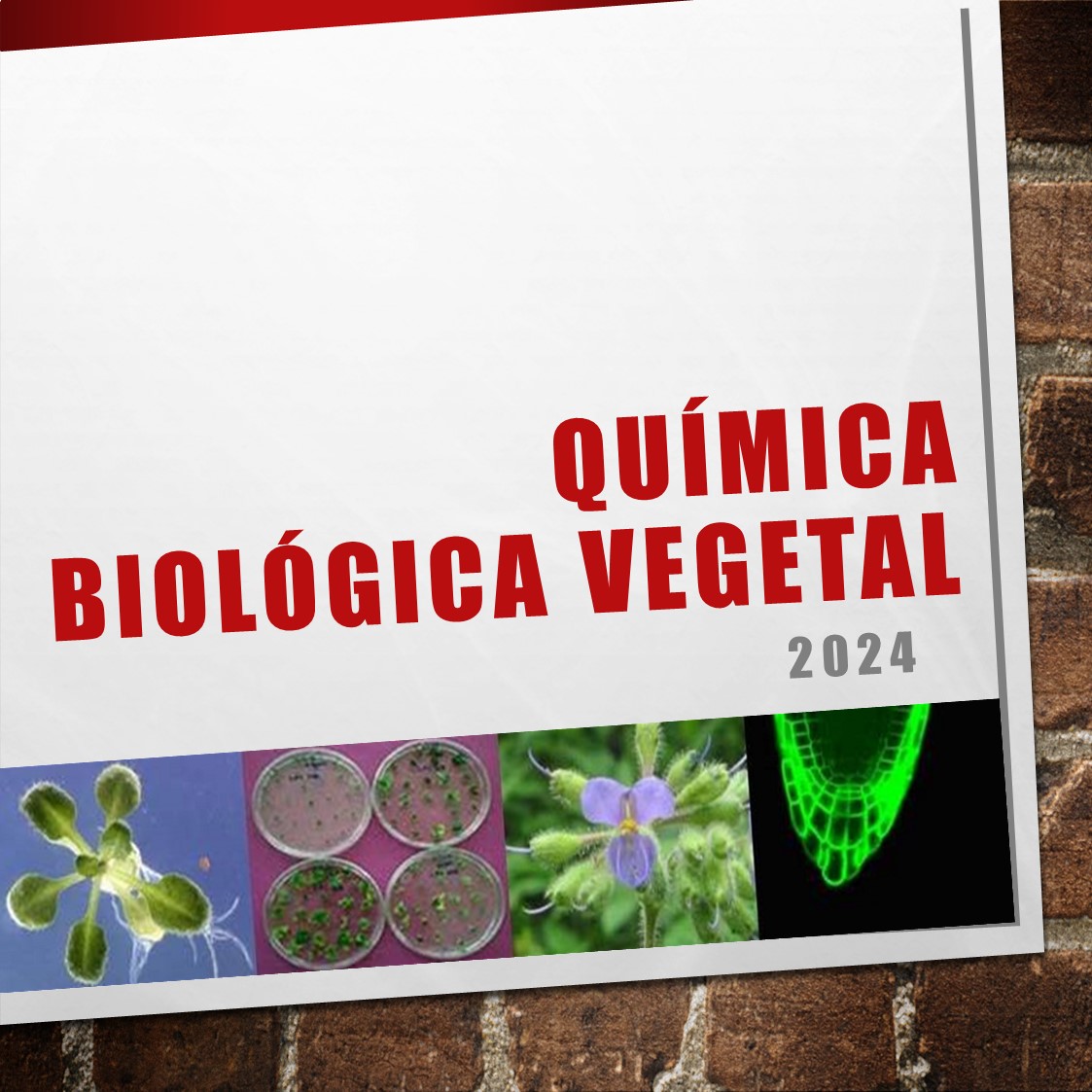 Course Image Química Biológica Vegetal 2024
