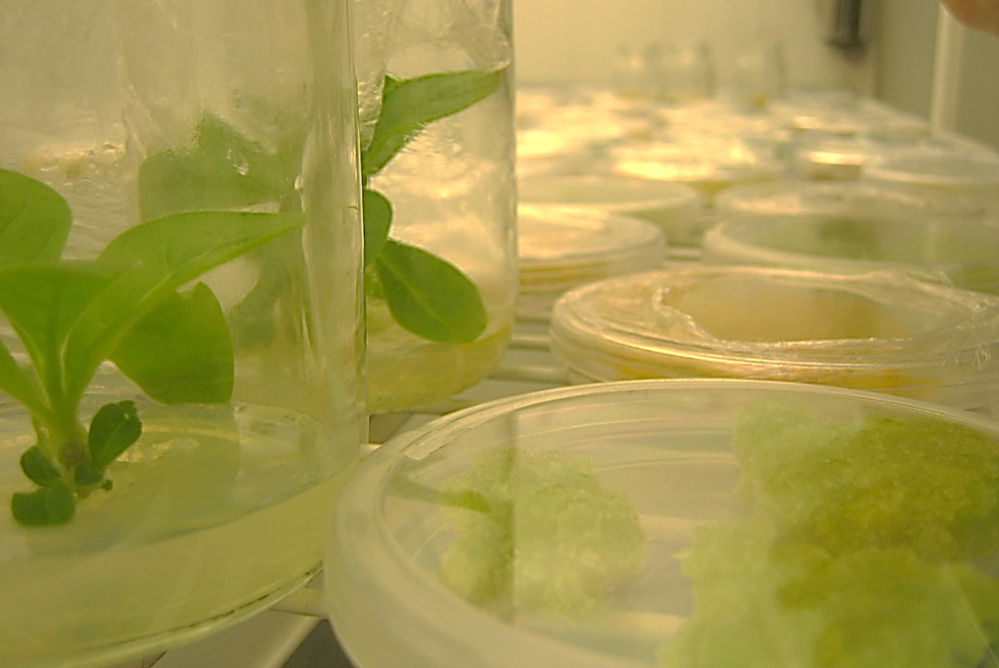 Course Image Biotecnología Vegetal: producción de compuestos de interés farmacéutico en cultivos in vitro. 2026