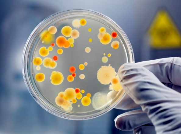 Course Image METODOS MICROBIOLOGICOS APLICADOS A CONTROL DE CALIDAD 2026