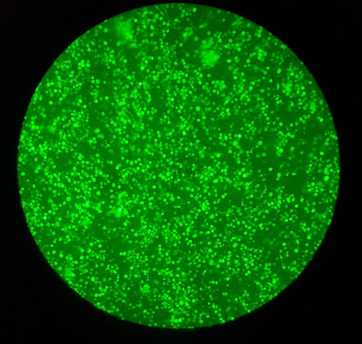 Course Image Introducción a la Biotecnología 2026